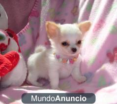 Chihuahua adorable mujer para su aprobac