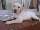 LABRADOR RETRIEVER - mejor precio | unprecio.es