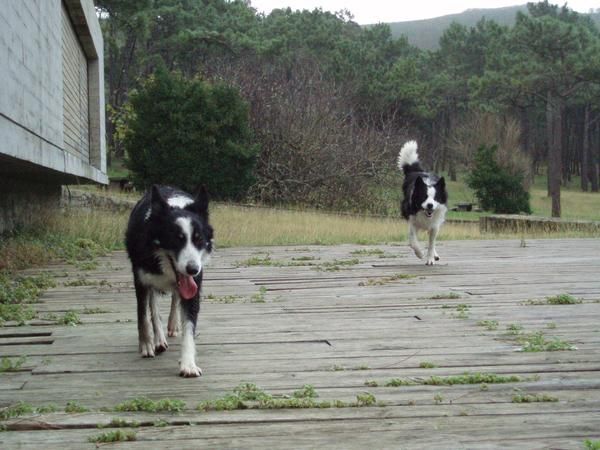 PROXIMA CAMADA DE BORDER COLLIE