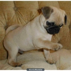 un hermoso cachorro Pug macho - mejor precio | unprecio.es