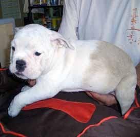bulldog ingles