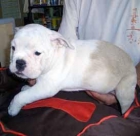 bulldog ingles - mejor precio | unprecio.es