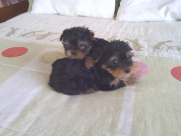 Cachorritas de yorkshire terrier
