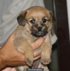 CACHORRO CRUCE PEQUINES PARA ADOPTAR - mejor precio | unprecio.es