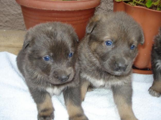 cachorros de perro lobo