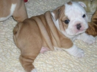 Excelente macho de bulldog ingles - mejor precio | unprecio.es