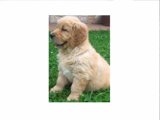 GOLDEN RETRIEVER