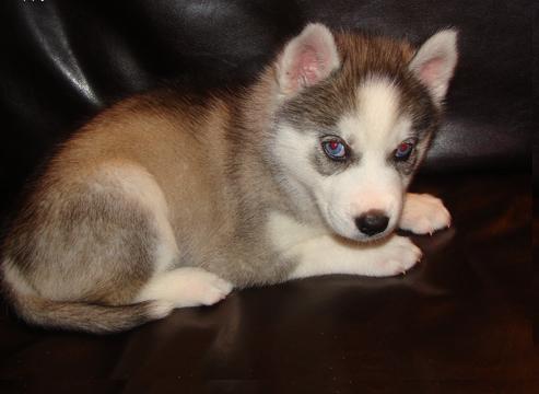 Husky siberiano cachorro listo para su único hogar