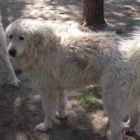 SE REGALA PERRO Y PERRA DE MONTAÑA DE LOS PIRINEOS. - mejor precio | unprecio.es
