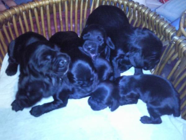 Se venden cachorros de coker spaniel 300