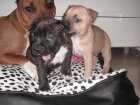 vendo cachorros american stafforshire terrier - mejor precio | unprecio.es