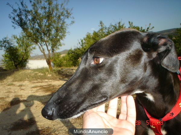 Verdadero Galgo Español