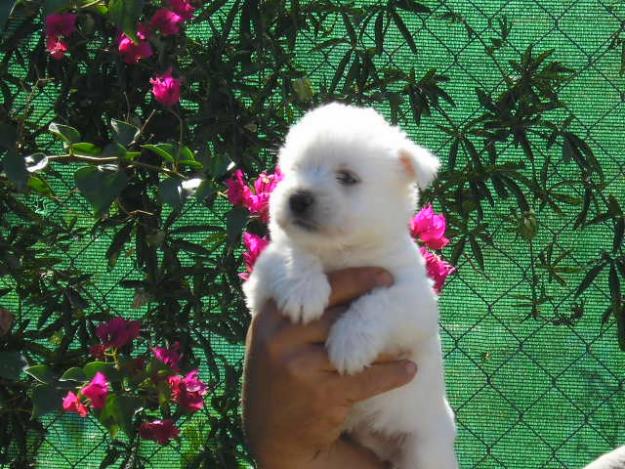 West highland white terrier