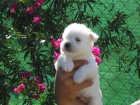 West highland white terrier - mejor precio | unprecio.es