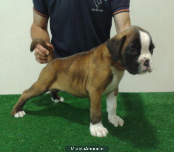 boxer cachorro dorado