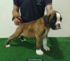 boxer cachorro dorado - mejor precio | unprecio.es