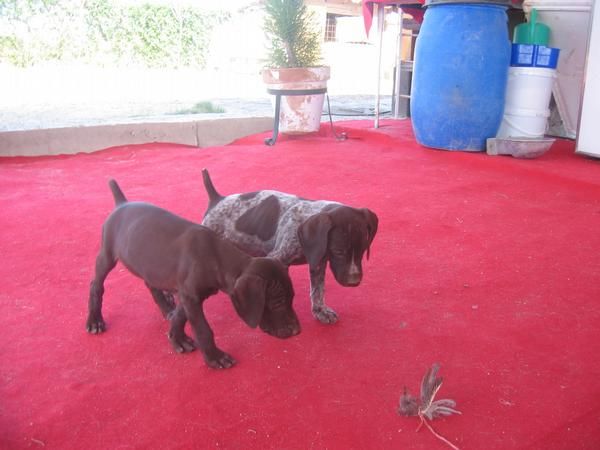 BRACOS  ALEMANES  CACHORRITOS
