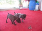 BRACOS  ALEMANES  CACHORRITOS - mejor precio | unprecio.es