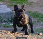 Bulldog Frances hijo de Crazy Feelin Ares - mejor precio | unprecio.es