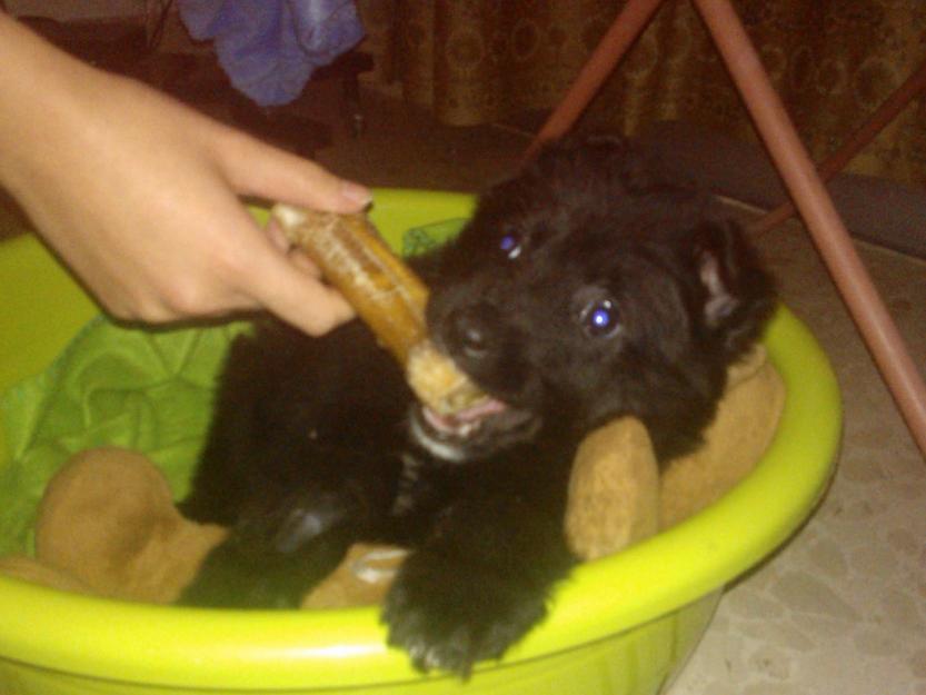 Cachorros de pastor belga groenendael en adopción