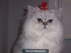 Disponible macho reproductor, Lago Hylia - mejor precio | unprecio.es