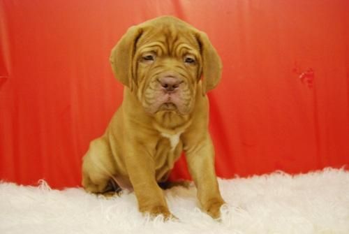 dogo de burdeos, nueva camada con 4 cachorros en venta