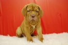 dogo de burdeos, nueva camada con 4 cachorros en venta - mejor precio | unprecio.es