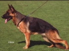 Extraordinarias cachorras pastor aleman Ceppa, 4 meses - mejor precio | unprecio.es