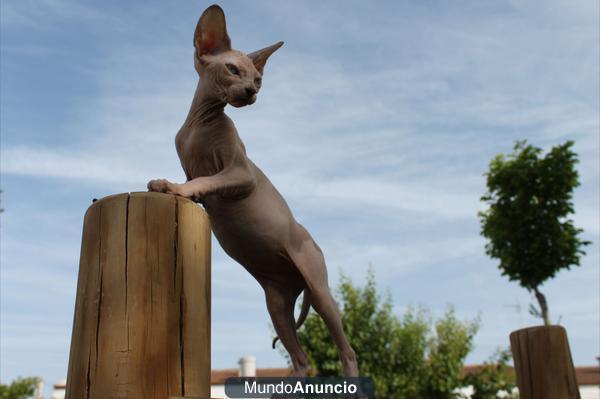 Gatitos Sphynx