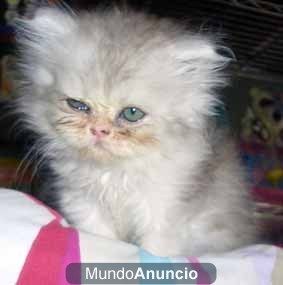 persa gatito