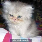 persa gatito - mejor precio | unprecio.es