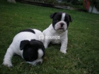 Preciosa cachorrita de BullDog Frances - mejor precio | unprecio.es