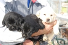reserva ya tus cachorros de LABRADOR CON PEDIGREE 360 EUROS - mejor precio | unprecio.es