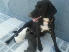 Se regalan 2 lindos cachorros.Labrador - mejor precio | unprecio.es