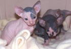 Tengo 2 hembras y un macho Sphynx gatito - mejor precio | unprecio.es