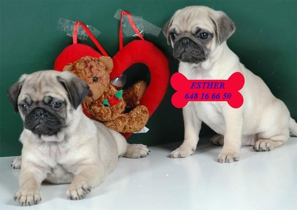 Vendo cachorros de Carlino, económicos