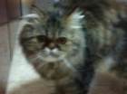 Vendo Gata Persa - mejor precio | unprecio.es