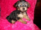 adorables cachorros Yorkie necesita nuevo hogar - mejor precio | unprecio.es