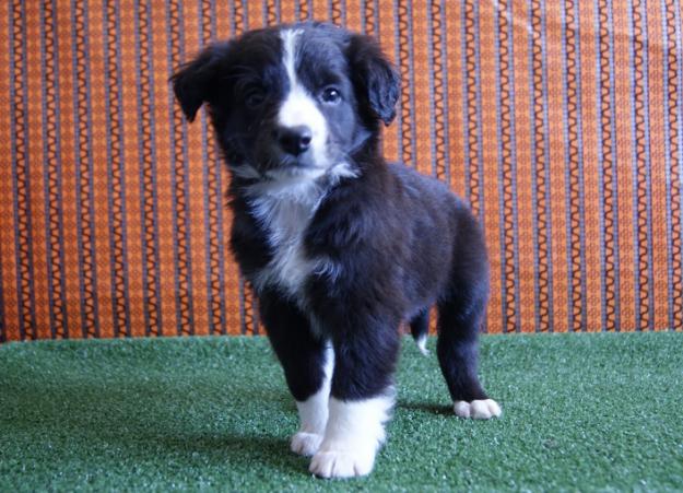 Border Collie camada disponible cachorros