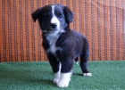 Border Collie camada disponible cachorros - mejor precio | unprecio.es