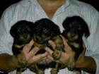 cachorros JAGD TERRIER con PEDIGREE - mejor precio | unprecio.es