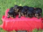 CAMADA YORKSHIRE TERRIER TOY - mejor precio | unprecio.es