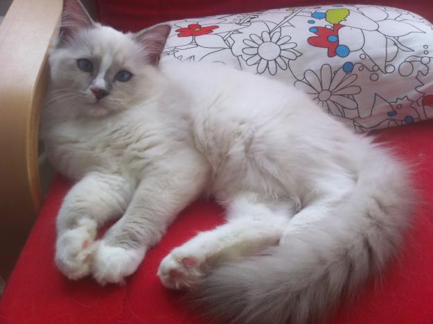 Gatita Ragdoll blue bicolor y blue mitted disponible