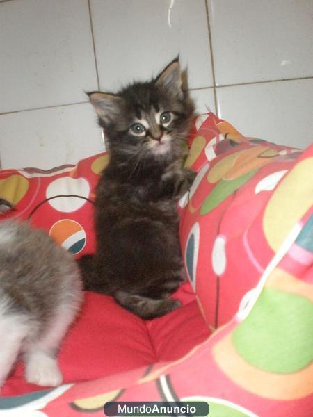 gatos maine coon
