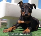 Mini pincher, los mejores espectacurales - mejor precio | unprecio.es