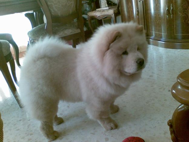 PRECIOSO CHOW CHOW  BUSCA HEMBRA PARA MONTA