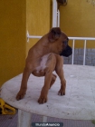 PRECIOSOS BOXER DORADOS OFERTA - mejor precio | unprecio.es