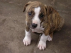 AMERICAN BULLY PITBULL CON PEDEGREE - mejor precio | unprecio.es