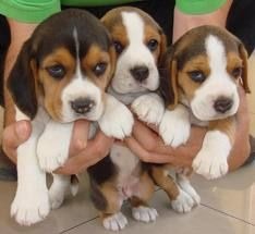 Beagle (370 €)