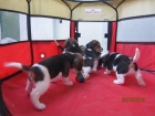Beagles camada de cachorros tricolores - mejor precio | unprecio.es